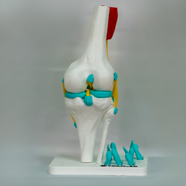 rodilla-izquierda-anatomia-modelo-3d Modelo didáctico para el estudio de la anatomia rodilla derecha y la anatomia de la rodilla en general.