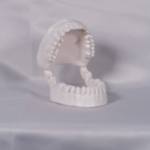tipodonto-dental-color-yoam Tipodonto dental a color diseñado para el estudio práctico de la anatomía como modelo dental didáctico.