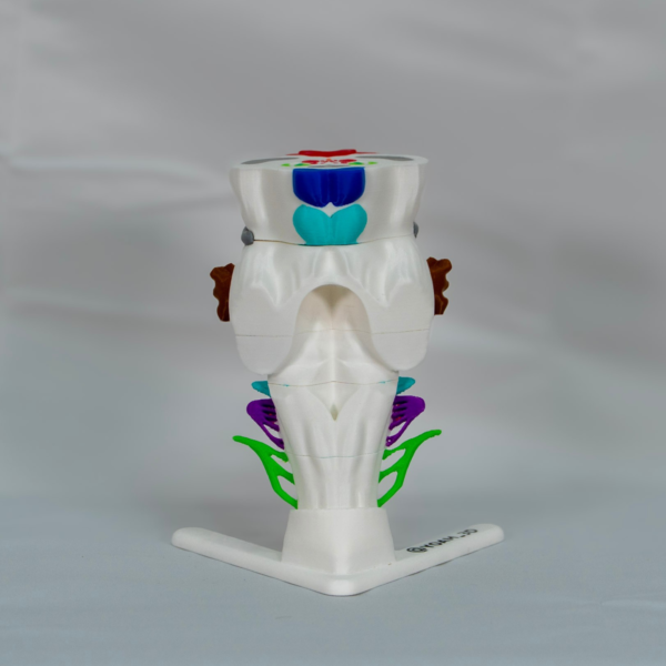tronco-del-encefalo-modelo-3d-color Herramienta visual para comprender que es el tronco encefalico y el tronco encefalico funcion