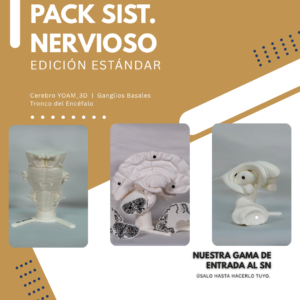 tronco-del-encefalo-partes-neurona-maqueta Pack de estudio que combina una maqueta de neurona y un cerebro desmontable, perfecto para entender el tejido neuronal y el cerebro en maqueta.