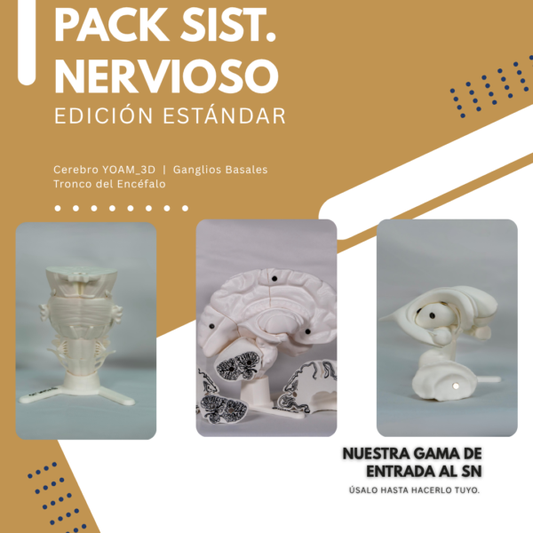tronco-del-encefalo-partes-neurona-maqueta Pack de estudio que combina una maqueta de neurona y un cerebro desmontable, perfecto para entender el tejido neuronal y el cerebro en maqueta.