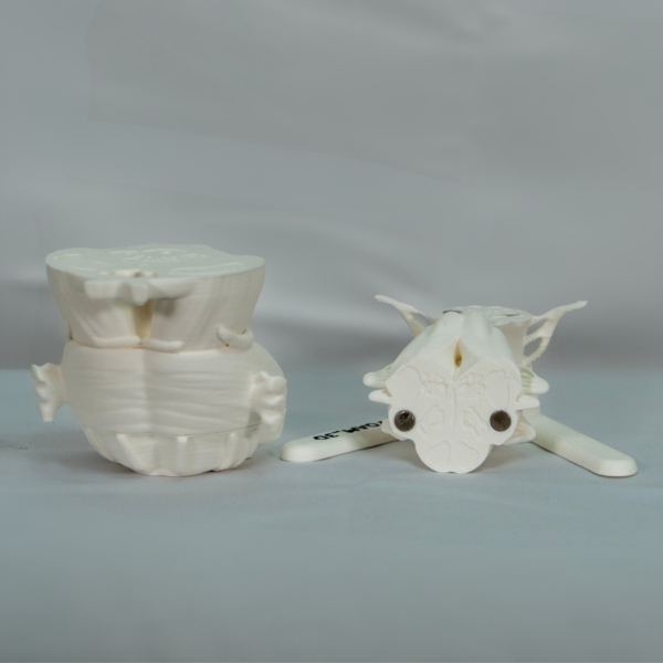 Modelo anatómico del tronco encefálico diseñado para el estudio práctico y visual.