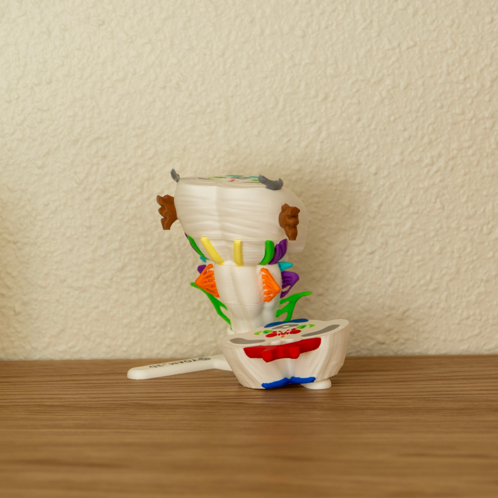 Modelo anatómico a color del tronco encefálico para estudio práctico